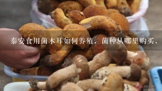 泰安食用菌木耳如何养殖，菌种从哪里购买，销售渠道都有哪些