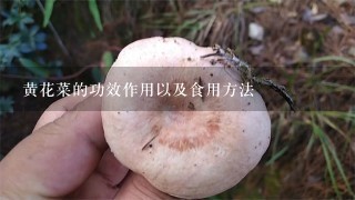 黄花菜的功效作用以及食用方法