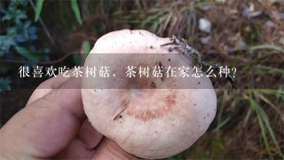 很喜欢吃茶树菇，茶树菇在家怎么种？