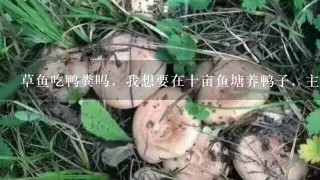 草鱼吃鸭粪吗，我想要在十亩鱼塘养鸭子，主养草鱼？