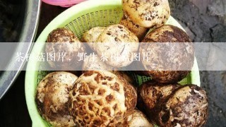 茶树菇图片，野生茶树菇图片