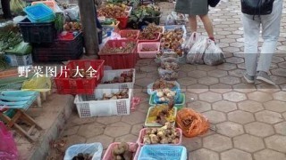 野菜图片大全