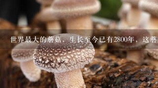 世界最大的蘑菇，生长至今已有2800年，这蘑菇还能吃