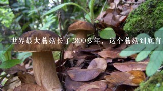 世界最大蘑菇长了2800多年，这个蘑菇到底有多大？