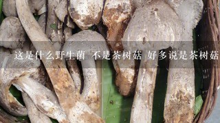 这是什么野生菌 不是茶树菇 好多说是茶树菇 湖北哪些地方有这种野生菌 四川叫青冈菌！！！！