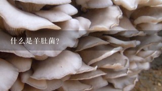 什么是羊肚菌？