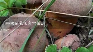 牛奶菌菇汤家常做法