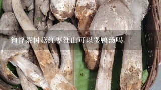 狗脊茶树菇红枣淮山可以煲鸭汤吗