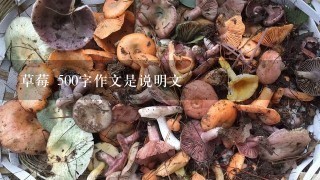 草莓 500字作文是说明文