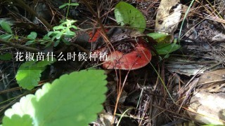 花椒苗什么时候种植