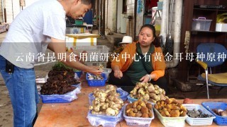 云南省昆明食用菌研究中心有黄金耳母种原种出售吗