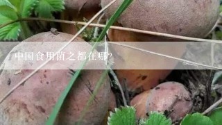 中国食用菌之都在哪？