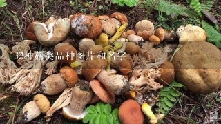 32种菇类品种图片和名字
