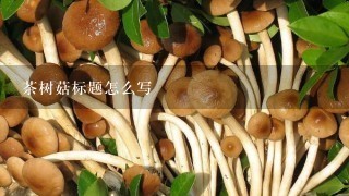 茶树菇标题怎么写