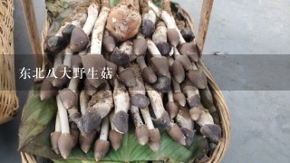 东北八大野生菇