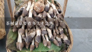 茶树菇菇要煮多久才会熟