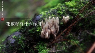 花椒籽有什么作用