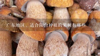 广东地区，适合阳台种植的果树有哪些