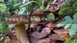 茶树菇是什么，茶树菇是哪的特产
