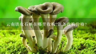 云南铁皮石斛在哪里收购?新条收购价格?