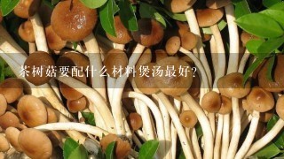 茶树菇要配什么材料煲汤最好？