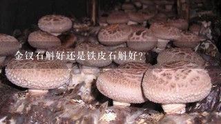 金钗石斛好还是铁皮石斛好？