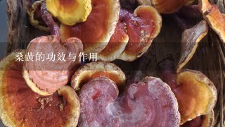 桑黄的功效与作用