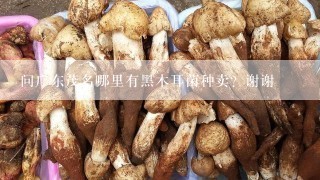 问广东茂名哪里有黑木耳菌种卖？谢谢