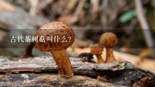 古代茶树菇叫什么？