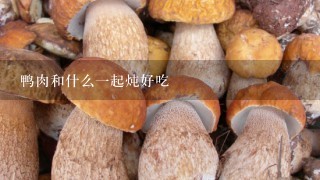 鸭肉和什么一起炖好吃