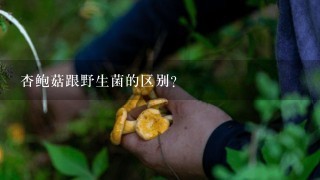 杏鲍菇跟野生菌的区别？