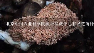 北京中国农业科学院菌种保藏中心有灵芝菌种吗