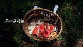 茶树菇种植