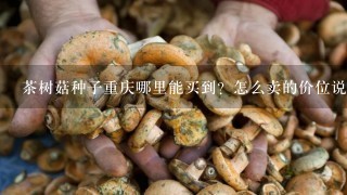 茶树菇种子重庆哪里能买到？怎么卖的价位说哈哈，谢谢了！