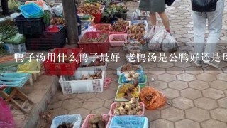 鸭子汤用什么鸭子最好 老鸭汤是公鸭好还是母鸭好