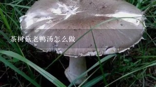 茶树菇老鸭汤怎么做