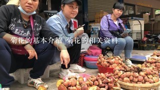 菊花的基本介绍 菊花的相关资料