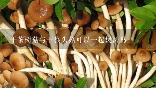 干茶树菇与干猴头菇可以一起煲汤吗