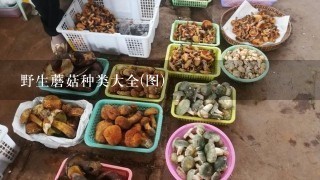 野生蘑菇种类大全(图)