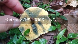 云南产的各种野生菌图片、名称