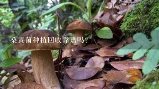 桑黄菌种植回收靠谱吗？