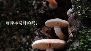 麻辣椒是辣的吗?