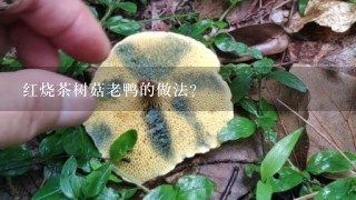 红烧茶树菇老鸭的做法？