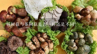 杨树菇与茶树菇是否一样还是不同？