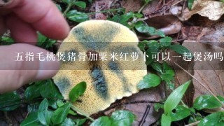 五指毛桃煲猪骨加粟米红萝卜可以一起煲汤吗