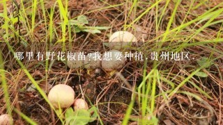 哪里有野花椒苗?我想要种植.贵州地区.