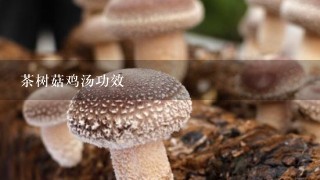 茶树菇鸡汤功效