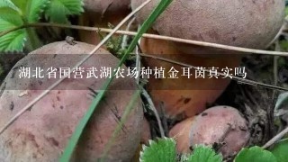 湖北省国营武湖农场种植金耳茵真实吗