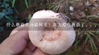 什么蘑菇煮汤最鲜美？我太爱吃蘑菇了。。