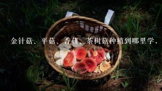 金针菇、平菇、香菇、茶树菇种植到哪里学，学种菇技